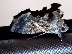 Ctenoplusia oxygramma