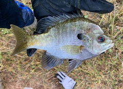 Lepomis macrochirus purpurascens
