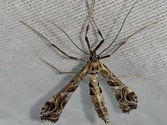 Lineodes interrupta