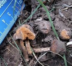 Battarrea phalloides