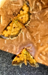 Ategumia ebulealis