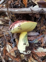 Butyriboletus autumniregius