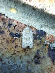 Isotenes miserana