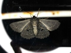 Melanodes anthracitaria