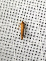 Stathmopoda chalcotypa