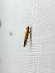 Stathmopoda chalcotypa