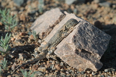 Phrynocephalus versicolor