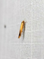 Stathmopoda chalcotypa