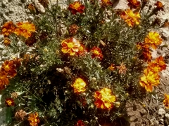Tagetes