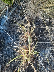Panicum hallii