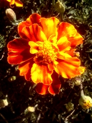 Tagetes
