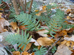 Polypodium appalachianum