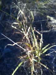 Panicum hallii