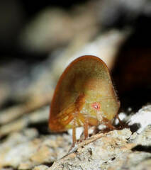 Smiliinae
