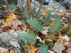 Polypodium appalachianum