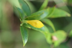 Gelsemium sempervirens