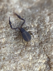 Cheliferidae