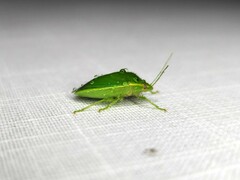 Glaucias