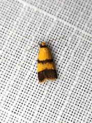 Heteroteucha distephana