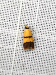 Heteroteucha distephana