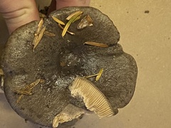 Lactarius kauffmanii