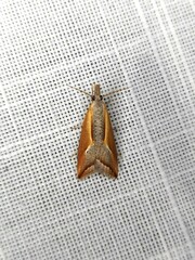 Arotrophora arcuatalis