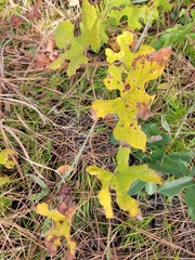 Vitis aestivalis