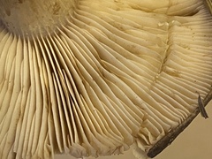 Lactarius kauffmanii