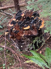 Heterobasidion annosum