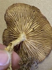 Collybiopsis peronata