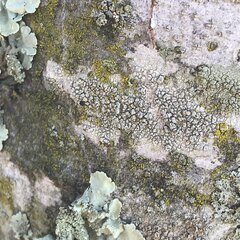 Lecanora hybocarpa