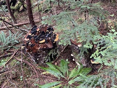 Heterobasidion annosum