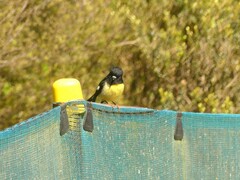 Petroica macrocephala macrocephala