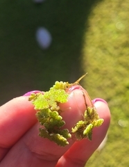 Azolla