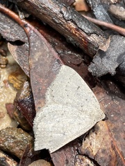 Taxeotis reserata