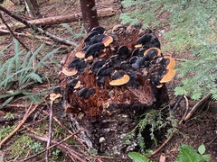 Heterobasidion annosum