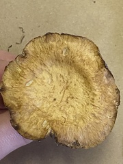 Collybiopsis peronata