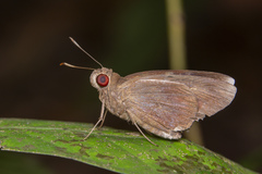 Erionota acroleuca apicalis
