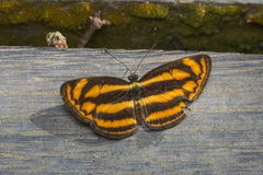 Lasippa heliodore dorelia