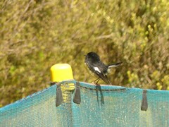 Petroica macrocephala macrocephala