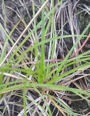 Carex planostachys