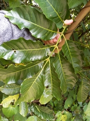 Dysoxylum spectabile