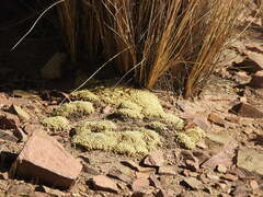 Azorelloideae