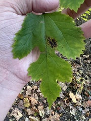 Neophloeospora maculans