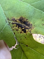 Neophloeospora maculans