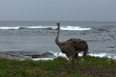 Struthio camelus australis