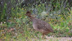 Nothoprocta perdicaria