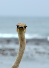 Struthio camelus australis