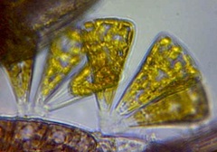 Licmophora