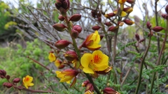 Erythrostemon angulatus